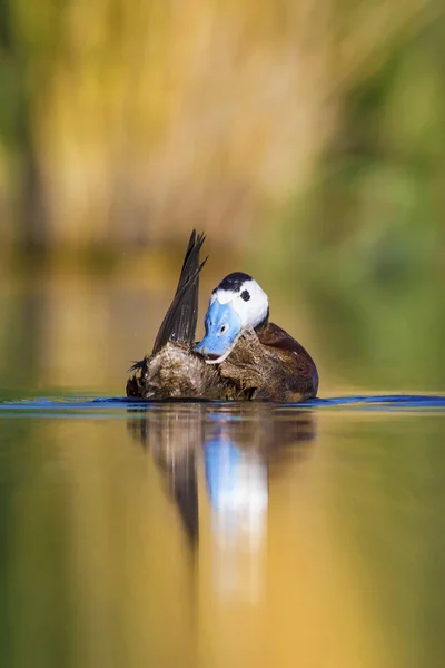 游泳鸭子可爱的蓝色收费鸭 绿色蓝水自然背景 白头鸭 Oxyura 白头脑 — 图库照片