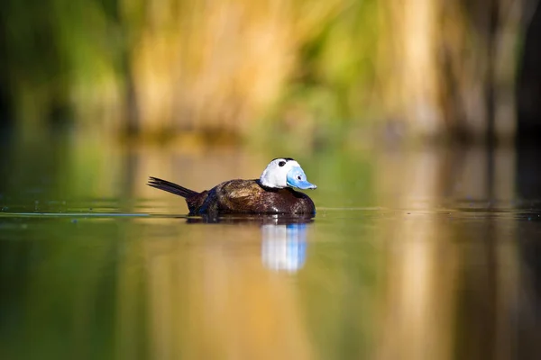 Swimming Duck. Cute blue billed duck. Green blue water nature background. Duck: White headed Duck. Oxyura leucocephala.