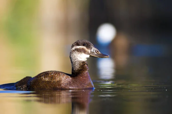 スイミングアヒル かわいい青い請求アヒル 緑の青い水の自然の背景 アヒル 白い頭のアヒル オキシウラ ロイコセファラ — ストック写真