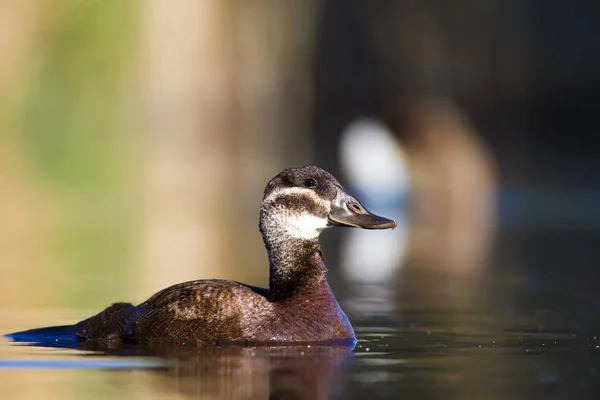 スイミングアヒル かわいい青い請求アヒル 緑の青い水の自然の背景 アヒル 白い頭のアヒル オキシウラ ロイコセファラ — ストック写真