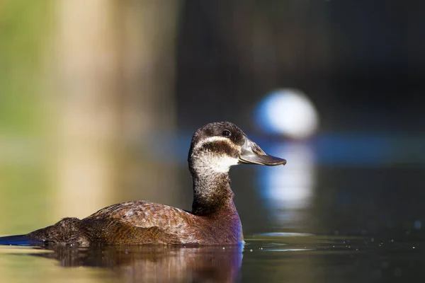 Kachna Koupání Roztomilá Modrá Kachna Přírodní Pozadí Zelené Vody Kachna — Stock fotografie