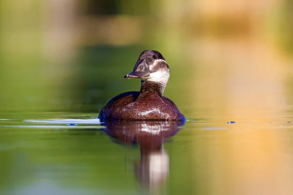 Swimming Duck. Cute blue billed duck. Green blue water nature background. Duck: White headed Duck. Oxyura leucocephala.