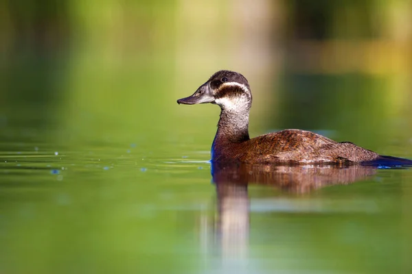 Swimming Duck. Cute blue billed duck. Green blue water nature background. Duck: White headed Duck. Oxyura leucocephala.