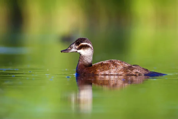 スイミングアヒル かわいい青い請求アヒル 緑の青い水の自然の背景 アヒル 白い頭のアヒル オキシウラ ロイコセファラ — ストック写真