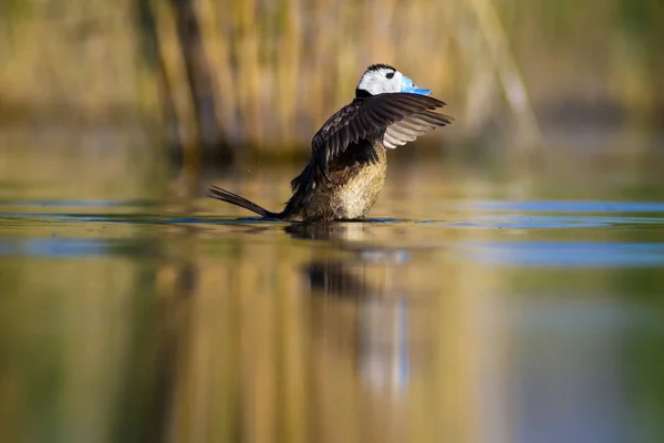 Pato Nadador Lindo Pato Pico Azul Fondo Naturaleza Agua Azul — Foto de Stock