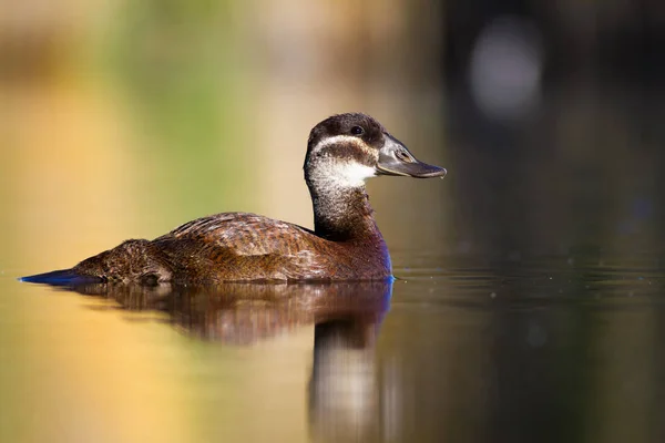 スイミングアヒル かわいい青い請求アヒル 緑の青い水の自然の背景 アヒル 白い頭のアヒル オキシウラ ロイコセファラ — ストック写真