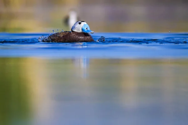 Pato Natação Pato Bico Azul Bonito Verde Azul Fundo Natureza — Fotografia de Stock