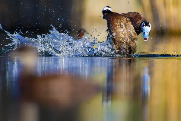 Yüzme ördeği. Sevimli mavi gagalı ördek. Yeşil mavi su doğa arka plan. Ördek: Beyaz başlı ördek. Oxyura leucocephala.