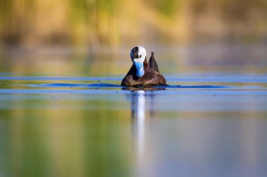 Yüzen ördek. Yeşil doğa arka planı. Ördek: Beyaz başlı ördek. Oxyura leucocephala.