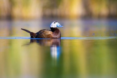 Yüzen ördek. Yeşil doğa arka planı. Ördek: Beyaz başlı ördek. Oxyura leucocephala.