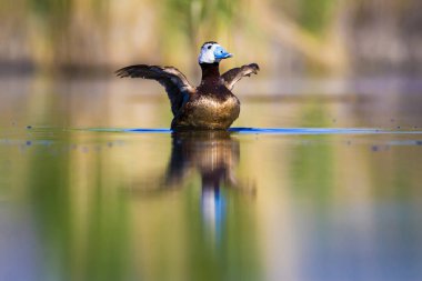 Yüzen ördek. Yeşil doğa arka planı. Ördek: Beyaz başlı ördek. Oxyura leucocephala.