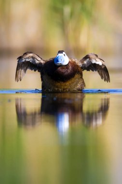 Yüzen ördek. Yeşil doğa arka planı. Ördek: Beyaz başlı ördek. Oxyura leucocephala.