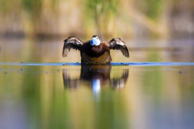 Yüzen ördek. Yeşil doğa arka planı. Ördek: Beyaz başlı ördek. Oxyura leucocephala.
