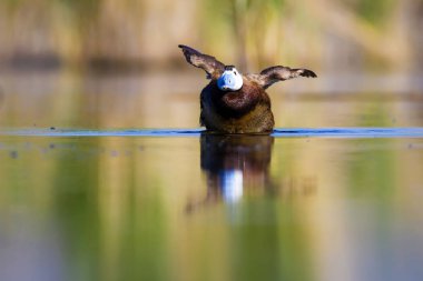 Yüzen ördek. Yeşil doğa arka planı. Ördek: Beyaz başlı ördek. Oxyura leucocephala.