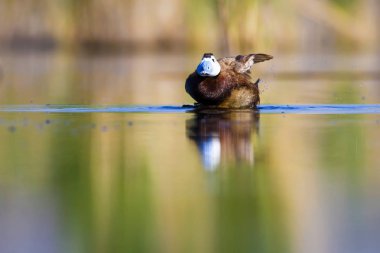 Yüzen ördek. Yeşil doğa arka planı. Ördek: Beyaz başlı ördek. Oxyura leucocephala.