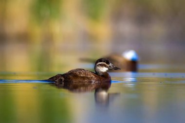 Yüzen ördek. Yeşil doğa arka planı. Ördek: Beyaz başlı ördek. Oxyura leucocephala.