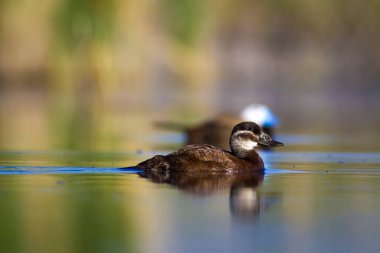 Yüzen ördek. Yeşil doğa arka planı. Ördek: Beyaz başlı ördek. Oxyura leucocephala.
