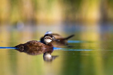Yüzen ördek. Yeşil doğa arka planı. Ördek: Beyaz başlı ördek. Oxyura leucocephala.