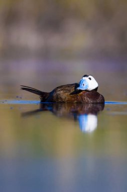 Yüzen ördek. Yeşil doğa arka planı. Ördek: Beyaz başlı ördek. Oxyura leucocephala.