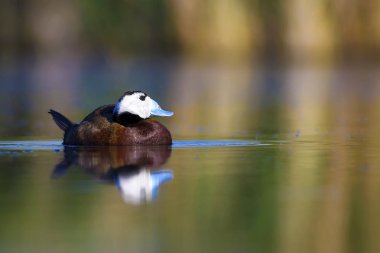 Yüzen ördek. Yeşil doğa arka planı. Ördek: Beyaz başlı ördek. Oxyura leucocephala.