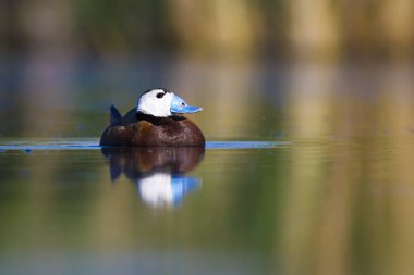 Yüzen ördek. Yeşil doğa arka planı. Ördek: Beyaz başlı ördek. Oxyura leucocephala.