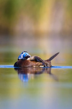 Yüzen ördek. Yeşil doğa arka planı. Ördek: Beyaz başlı ördek. Oxyura leucocephala.