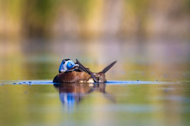 Yüzen ördek. Yeşil doğa arka planı. Ördek: Beyaz başlı ördek. Oxyura leucocephala.