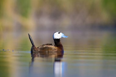 Yüzen ördek. Yeşil doğa arka planı. Ördek: Beyaz başlı ördek. Oxyura leucocephala.