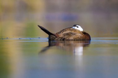 Yüzen ördek. Yeşil doğa arka planı. Ördek: Beyaz başlı ördek. Oxyura leucocephala.