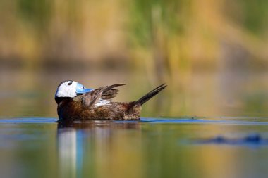 Yüzen ördek. Yeşil doğa arka planı. Ördek: Beyaz başlı ördek. Oxyura leucocephala.