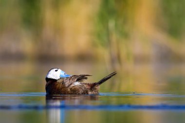 Yüzen ördek. Yeşil doğa arka planı. Ördek: Beyaz başlı ördek. Oxyura leucocephala.