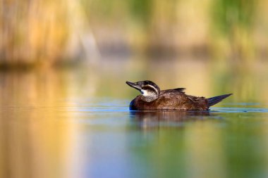 Yüzen ördek. Yeşil doğa arka planı. Ördek: Beyaz başlı ördek. Oxyura leucocephala.