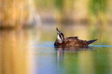 Yüzen ördek. Yeşil doğa arka planı. Ördek: Beyaz başlı ördek. Oxyura leucocephala.