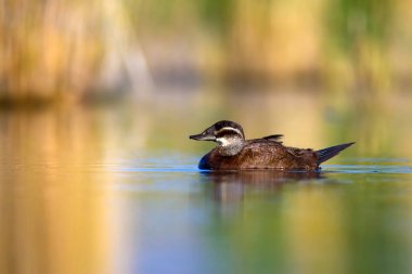 Yüzen ördek. Yeşil doğa arka planı. Ördek: Beyaz başlı ördek. Oxyura leucocephala.