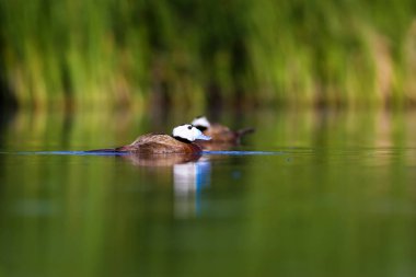 Yüzen ördek. Yeşil doğa arka planı. Ördek: Beyaz başlı ördek. Oxyura leucocephala.