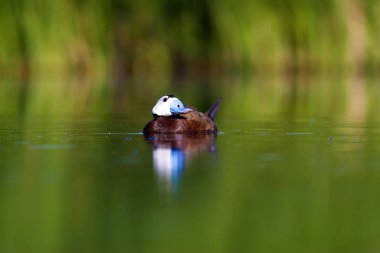 Yüzen ördek. Yeşil doğa arka planı. Ördek: Beyaz başlı ördek. Oxyura leucocephala.