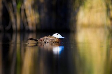 Yüzen ördek. Yeşil doğa arka planı. Ördek: Beyaz başlı ördek. Oxyura leucocephala.