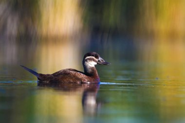 Yüzen ördek. Yeşil doğa arka planı. Ördek: Beyaz başlı ördek. Oxyura leucocephala.