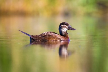 Yüzen ördek. Yeşil doğa arka planı. Ördek: Beyaz başlı ördek. Oxyura leucocephala.