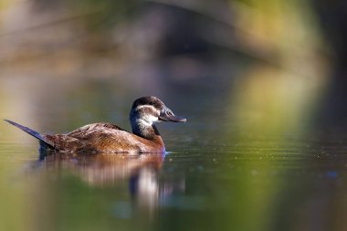 Yüzen ördek. Yeşil doğa arka planı. Ördek: Beyaz başlı ördek. Oxyura leucocephala.