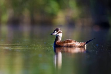 Yüzen ördek. Yeşil doğa arka planı. Ördek: Beyaz başlı ördek. Oxyura leucocephala.