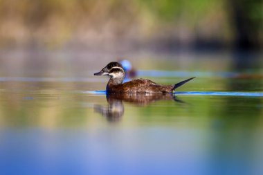 Yüzen ördek. Yeşil doğa arka planı. Ördek: Beyaz başlı ördek. Oxyura leucocephala.
