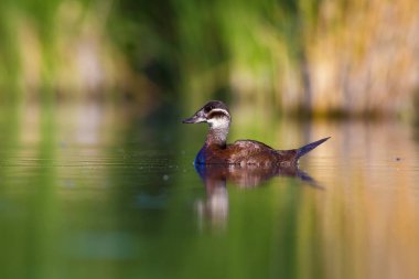 Yüzen ördek. Yeşil doğa arka planı. Ördek: Beyaz başlı ördek. Oxyura leucocephala.