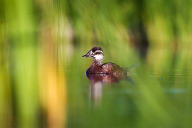 Yüzen ördek. Yeşil doğa arka planı. Ördek: Beyaz başlı ördek. Oxyura leucocephala.