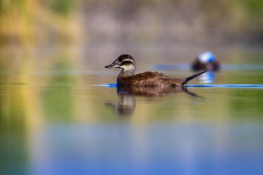 Yüzen ördek. Yeşil doğa arka planı. Ördek: Beyaz başlı ördek. Oxyura leucocephala.