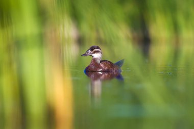 Yüzen ördek. Yeşil doğa arka planı. Ördek: Beyaz başlı ördek. Oxyura leucocephala.