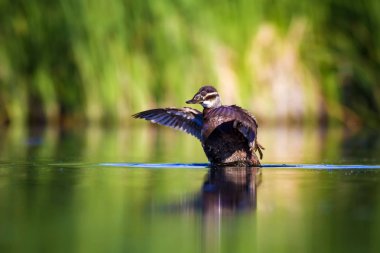 Yüzen ördek. Yeşil doğa arka planı. Ördek: Beyaz başlı ördek. Oxyura leucocephala.