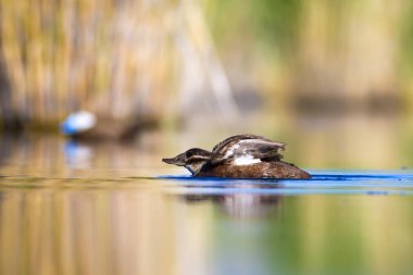 Yüzen ördek. Yeşil doğa arka planı. Ördek: Beyaz başlı ördek. Oxyura leucocephala.