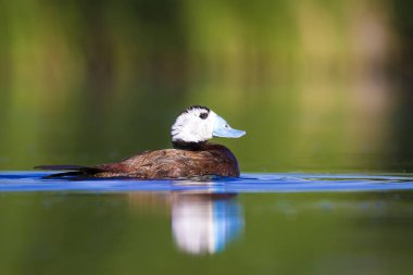 Yüzen ördek. Yeşil doğa arka planı. Ördek: Beyaz başlı ördek. Oxyura leucocephala.