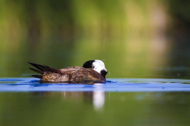 Yüzen ördek. Yeşil doğa arka planı. Ördek: Beyaz başlı ördek. Oxyura leucocephala.